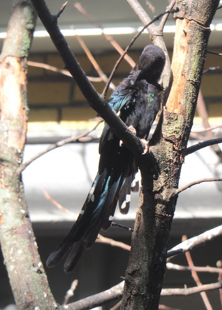 Green woodhoopoe (Phoeniculus purpureus), 2020-09-20