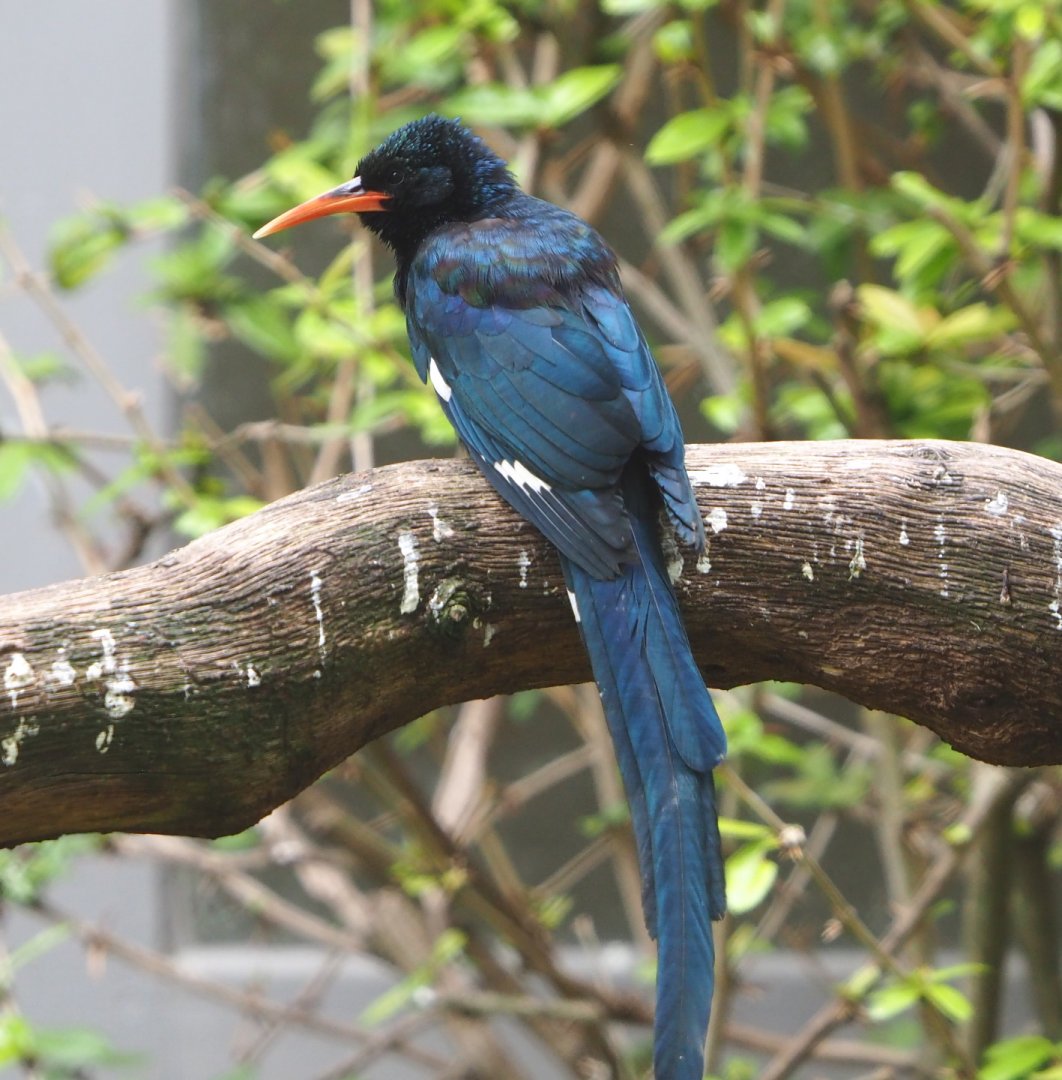 Green woodhoopoe (Phoeniculus purpureus), 2021-06-12