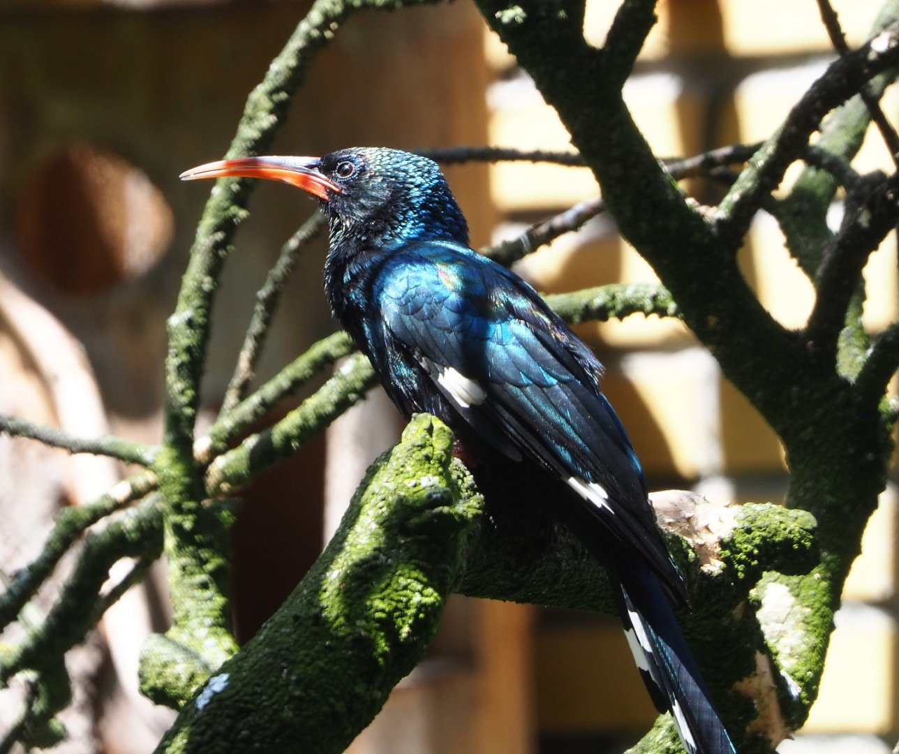 Green woodhoopoe (Phoeniculus purpureus), 2021-07-17