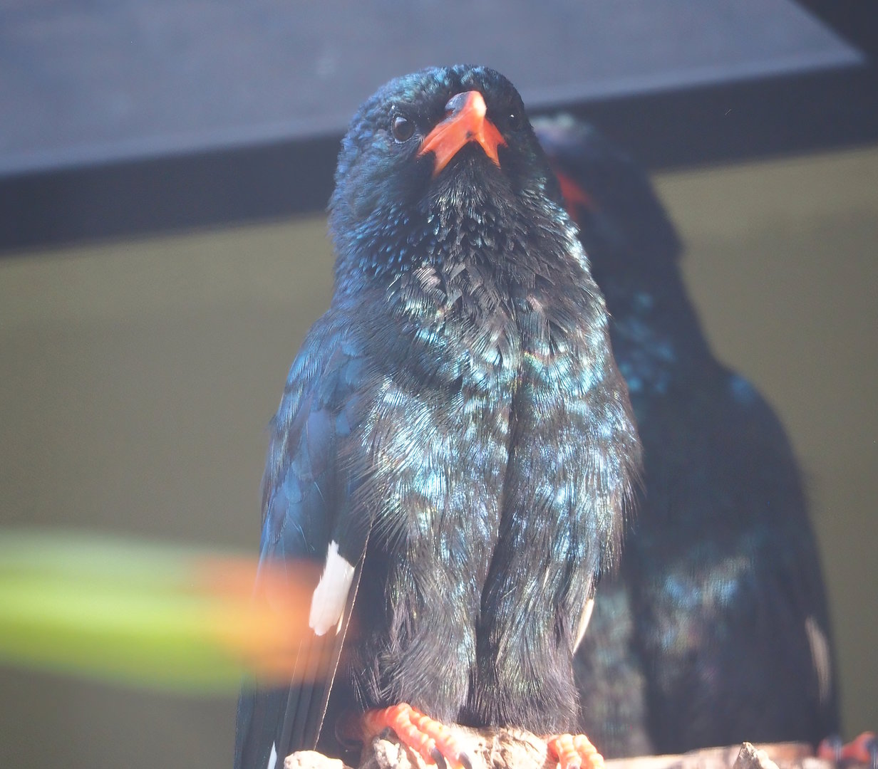 Green woodhoopoe (Phoeniculus purpureus), 2022-10-29