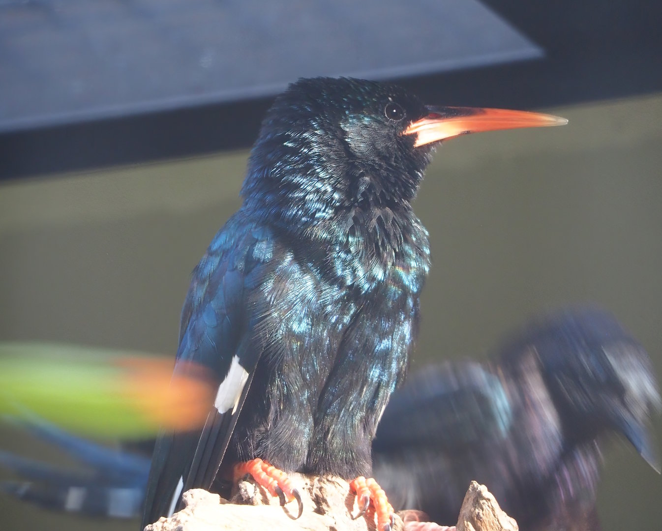 Green woodhoopoe (Phoeniculus purpureus), 2022-10-29