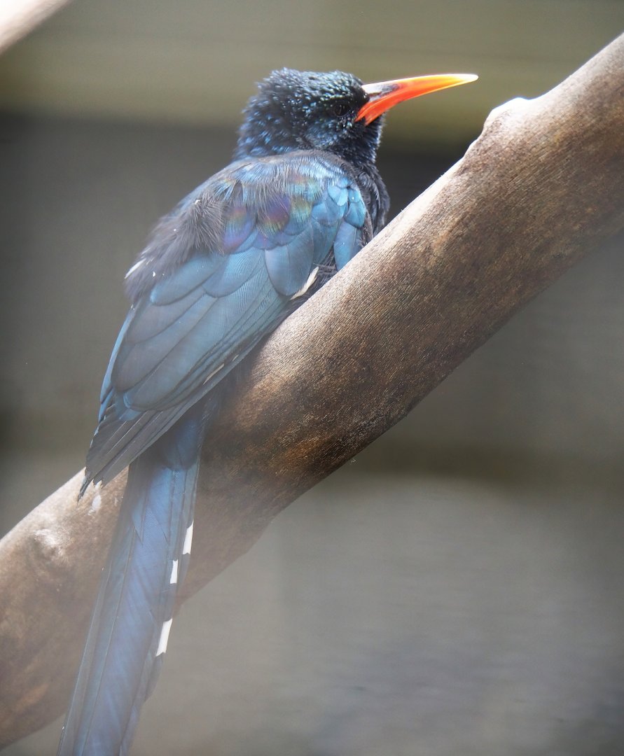 Green woodhoopoe (Phoeniculus purpureus), 2023-07-22
