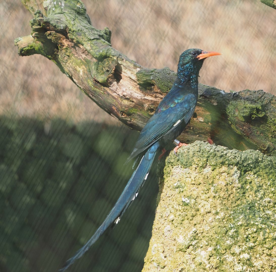 Green woodhoopoe (Phoeniculus purpureus), 2024-03-20