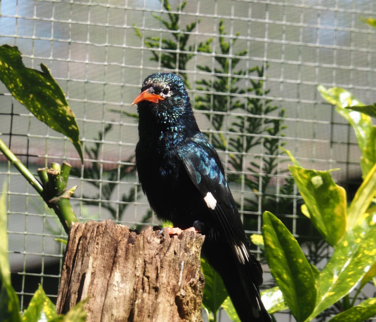 Green woodhoopoe (Phoeniculus purpureus), 2024-05-23