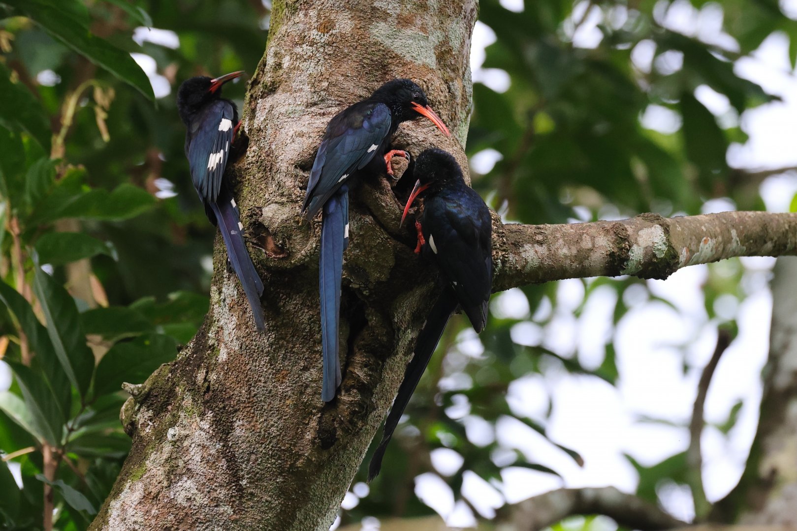 Green Woodhoopoe (Phoeniculus purpureus) - Heart of Africa
