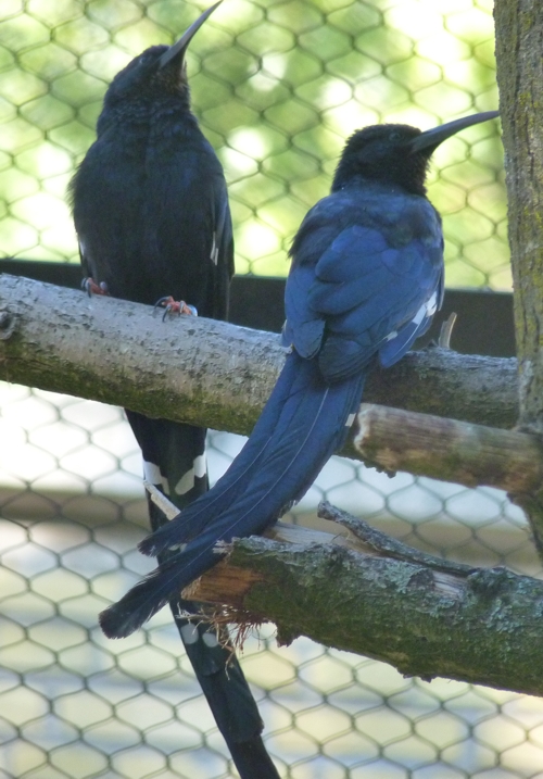 Green woodhoopoe (Phoeniculus purpureus) youngs