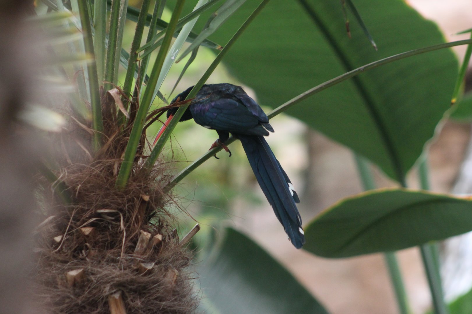 Green woodhoopoe (Phoeniculus purpureus)