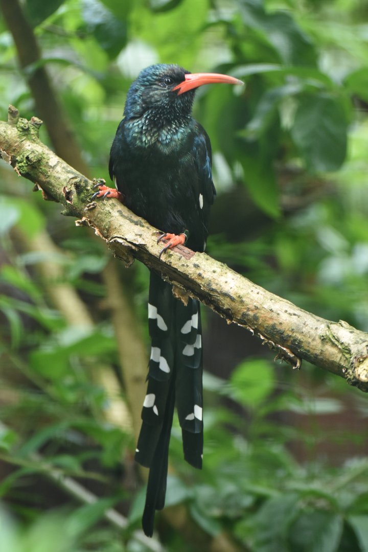 Green Woodhoopoe Phoeniculus purpureus