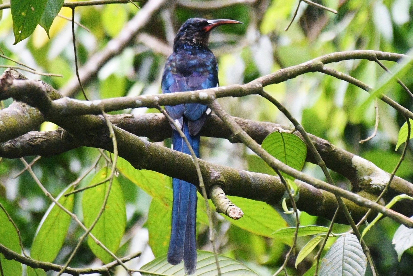 Green Woodhoopoe (Phoeniculus purpureus)