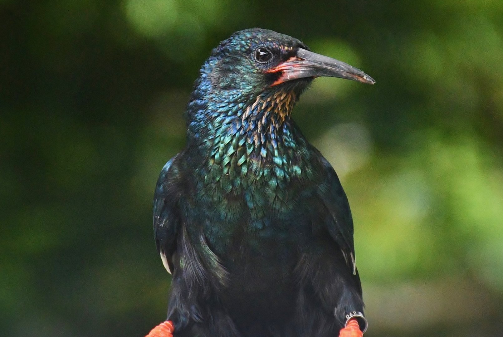 Green Woodhoopoe (Phoeniculus purpureus)