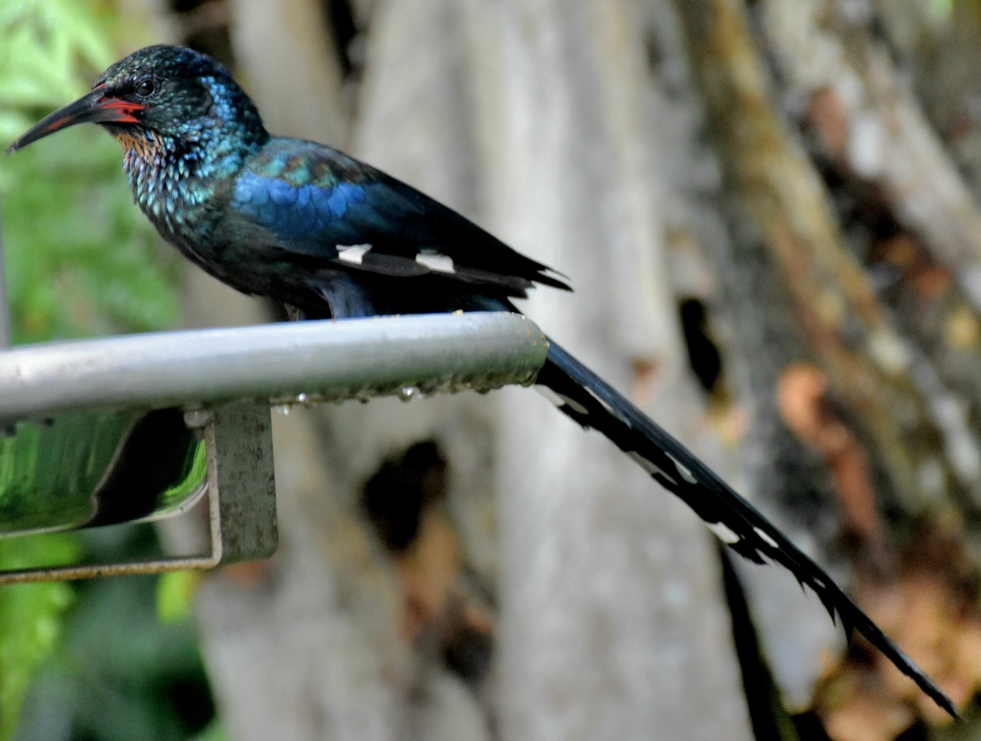 Green Woodhoopoe (Phoeniculus purpureus)