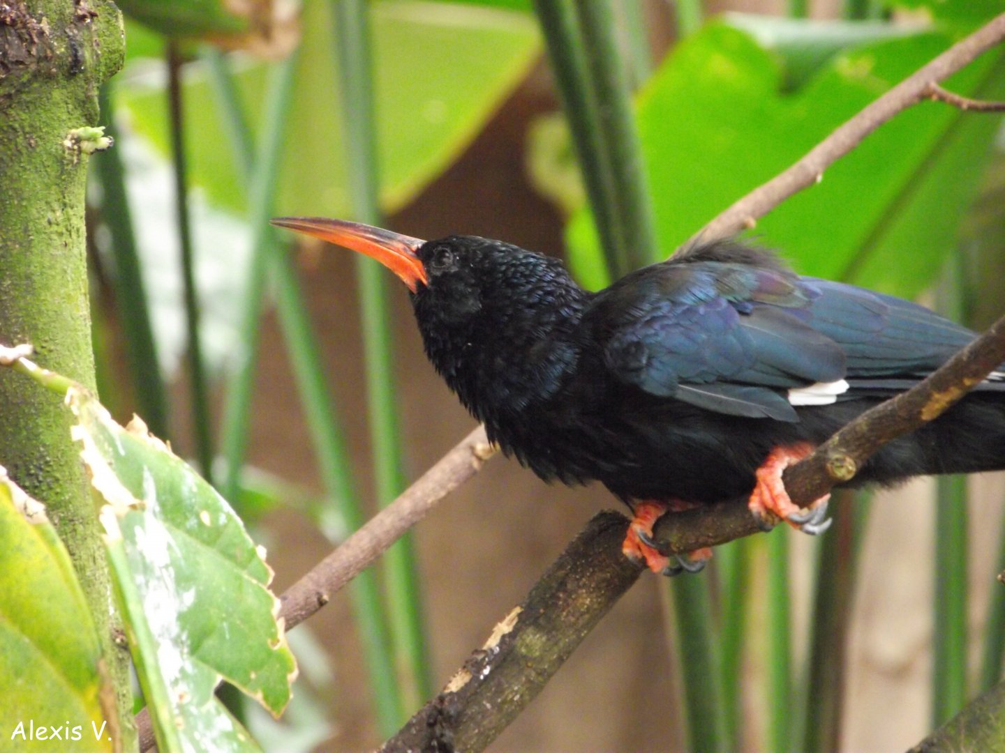 Green Woodhoopoe - Zooparc de Beauval - 06/2014