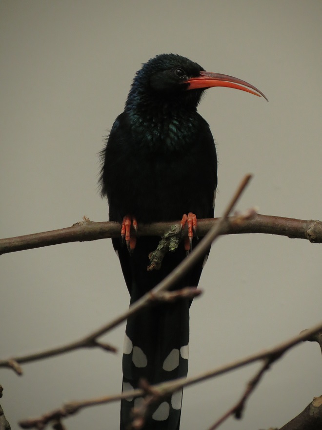 Green woodhoopoe