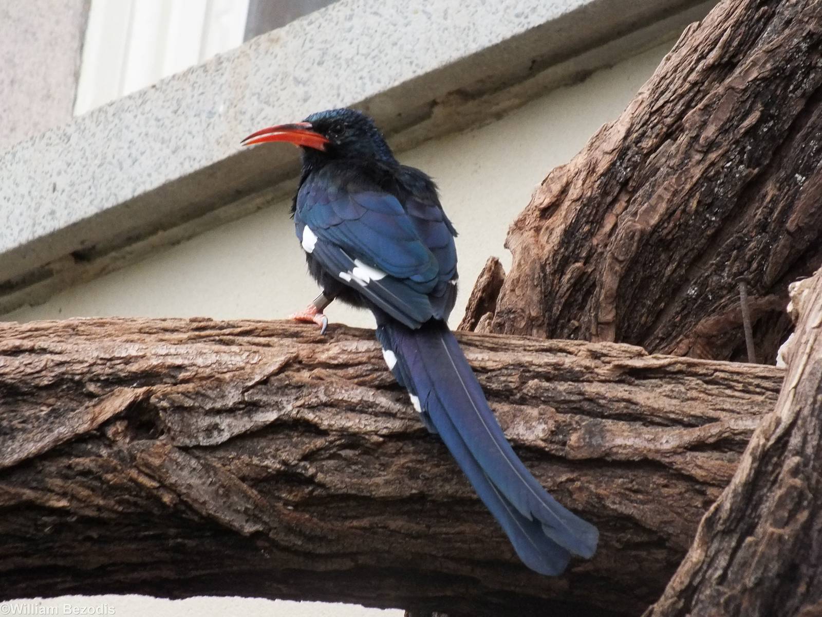 Green Woodhoopoe