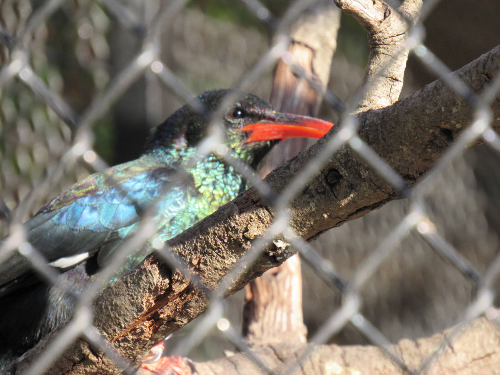 Green Woodhoopoe