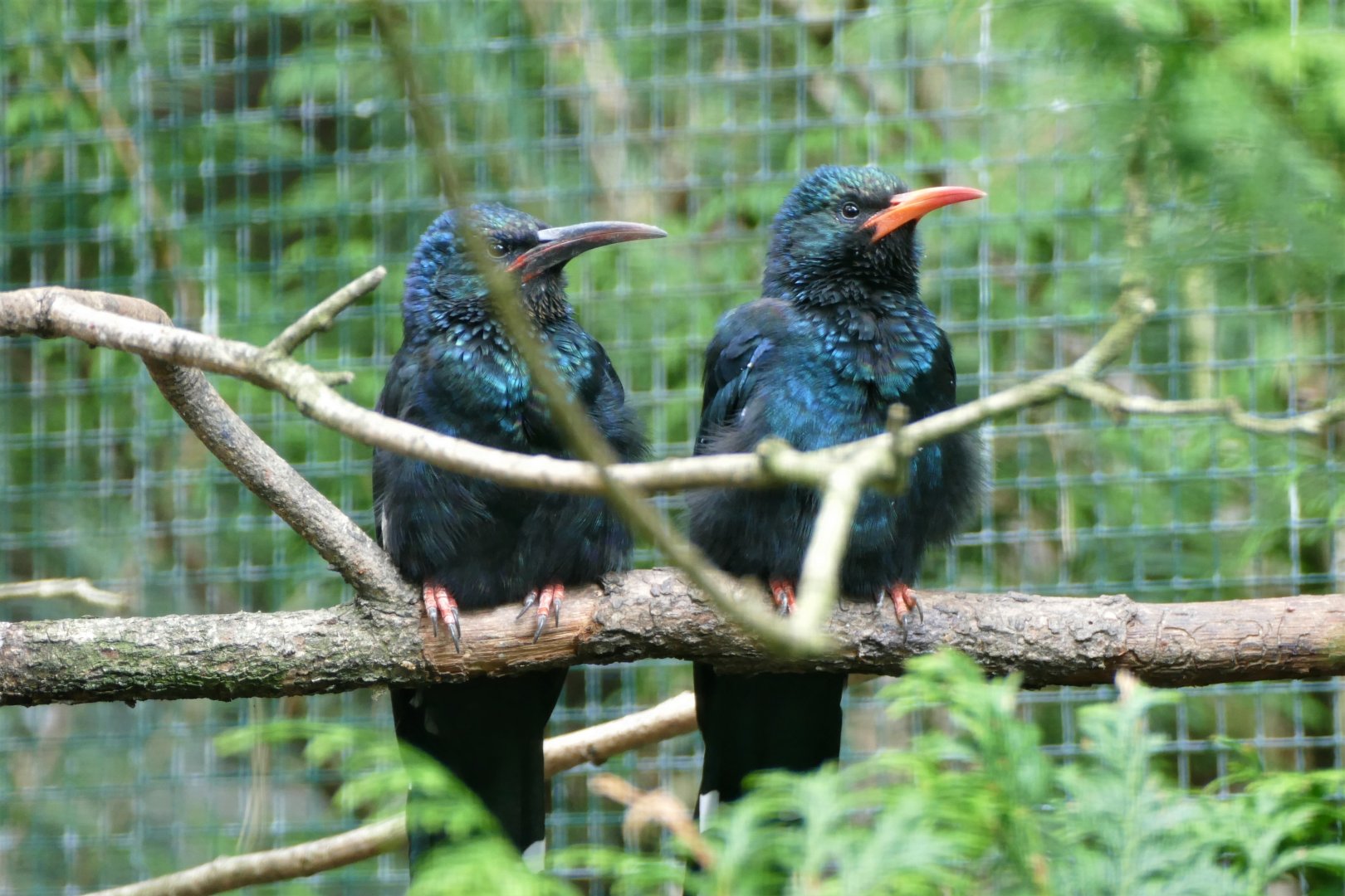 Green woodhoopoe