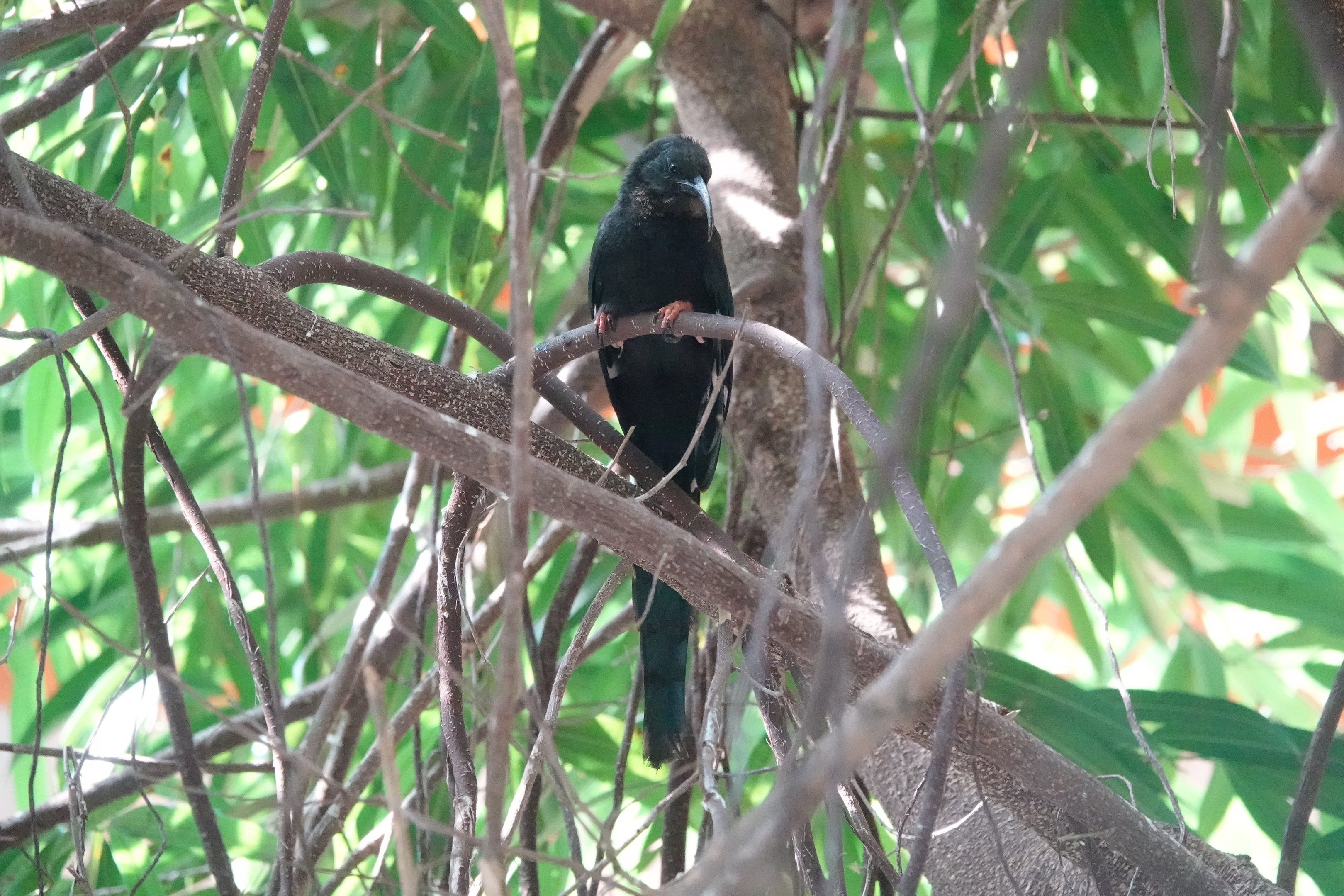 Green woodhoopoe