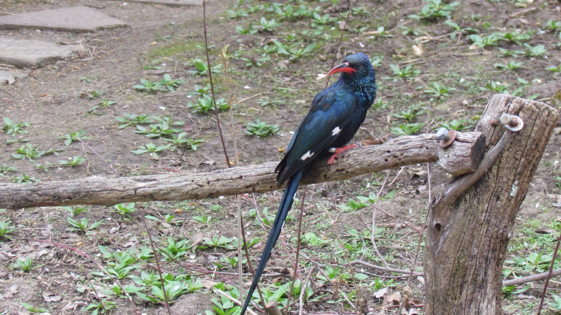 Green Woodhoopoe