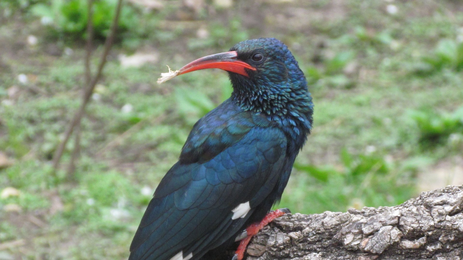 Green Woodhoopoe