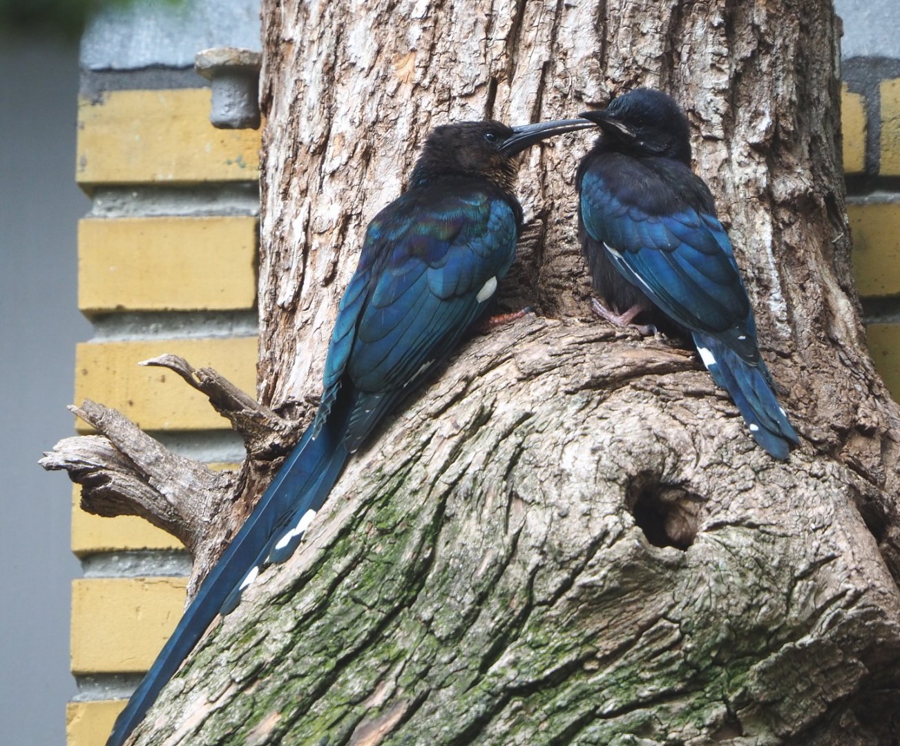 Green woodhoopoes (Phoeniculus purpureus), 2021-06-12