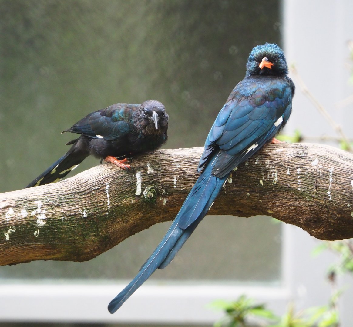 Green woodhoopoes (Phoeniculus purpureus), 2021-06-12