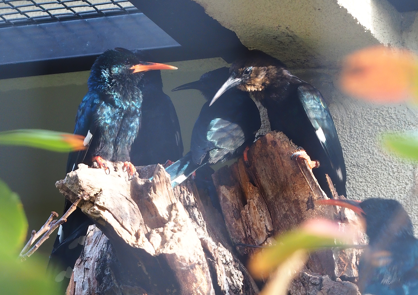 Green woodhoopoes (Phoeniculus purpureus), 2022-10-29