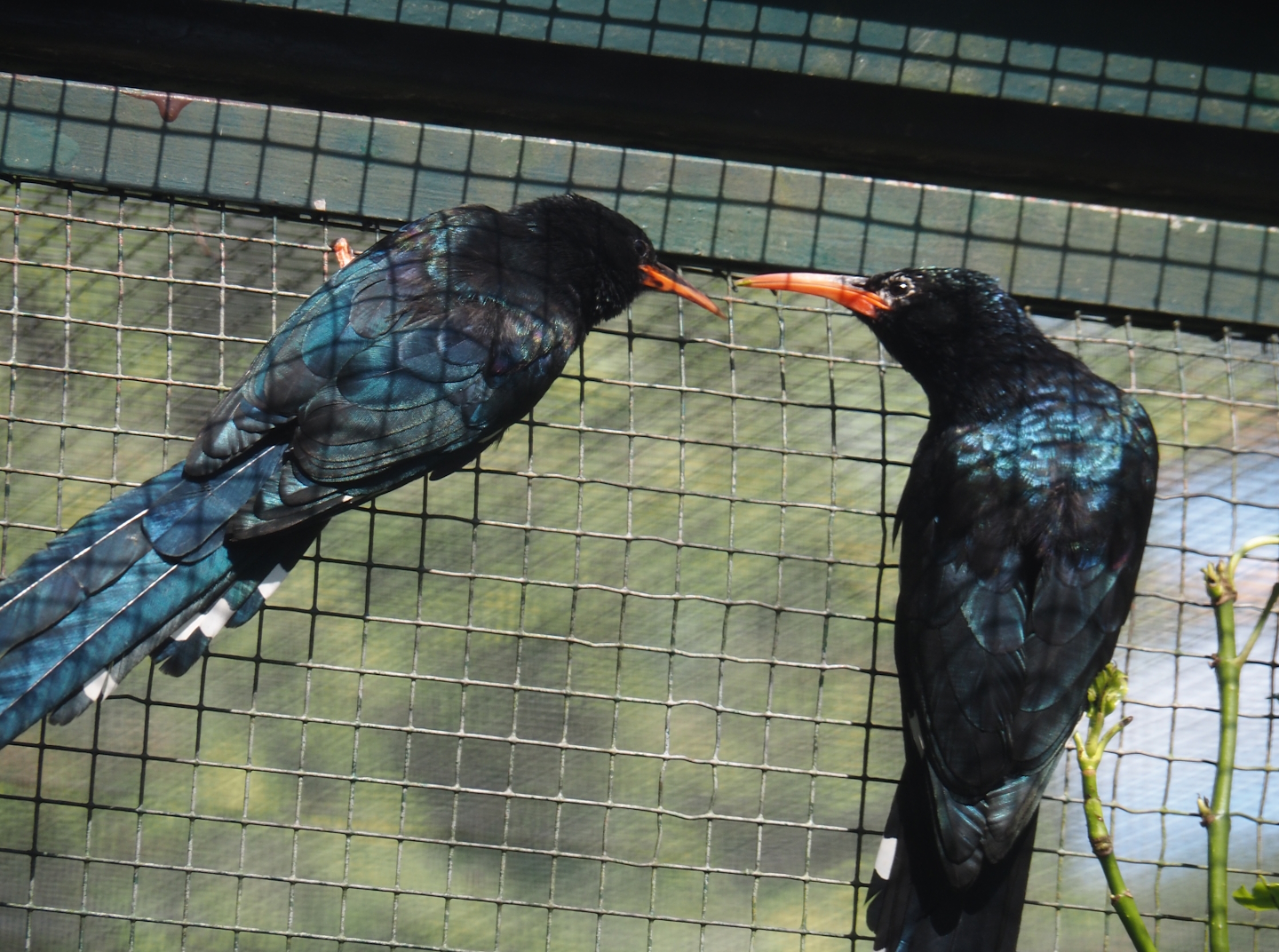Green woodhoopoes (Phoeniculus purpureus), 2024-05-23