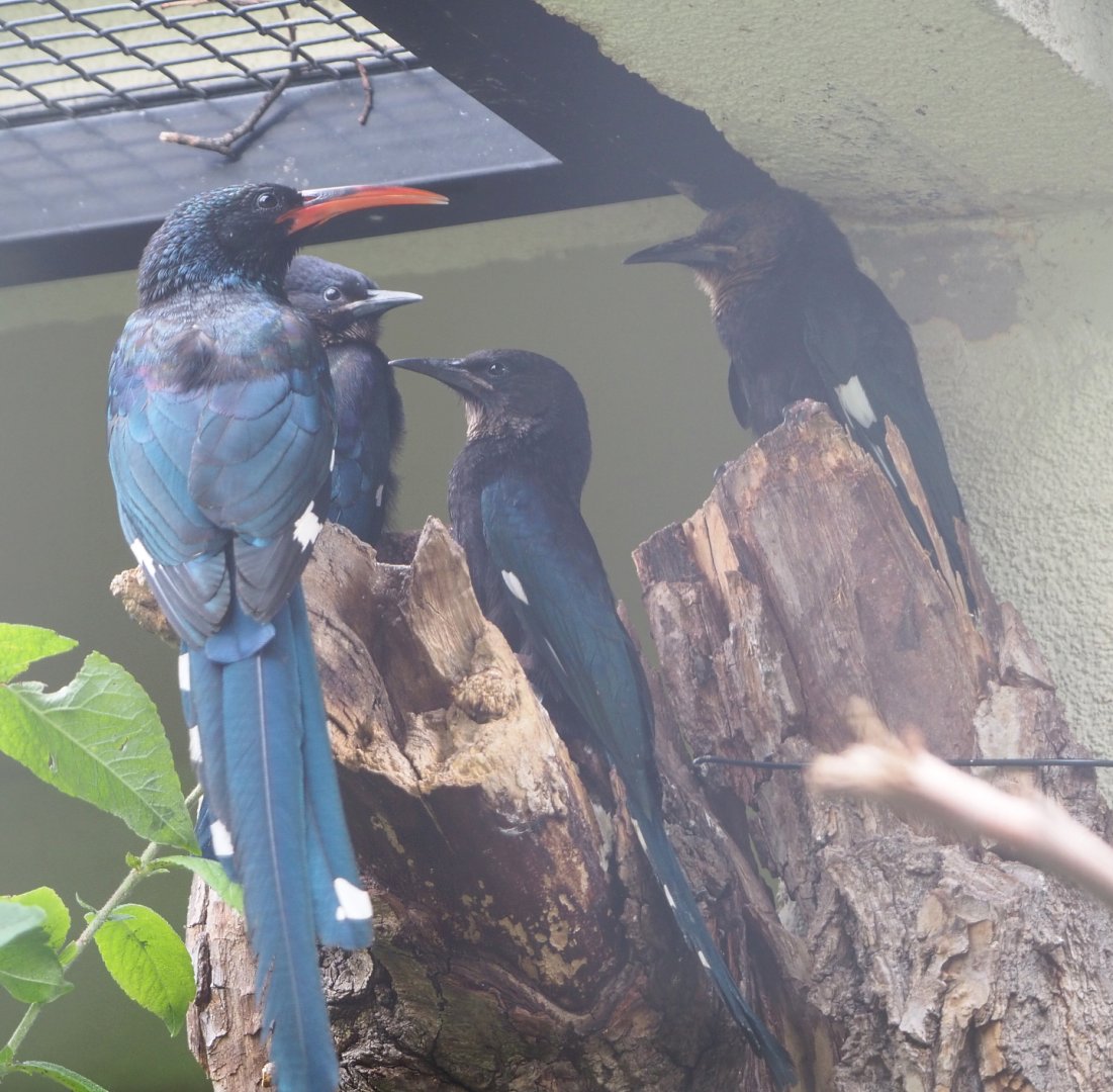 Green woodhoopoes (Phoeniculus purpureus), Adult and juveniles, 2022-05-26