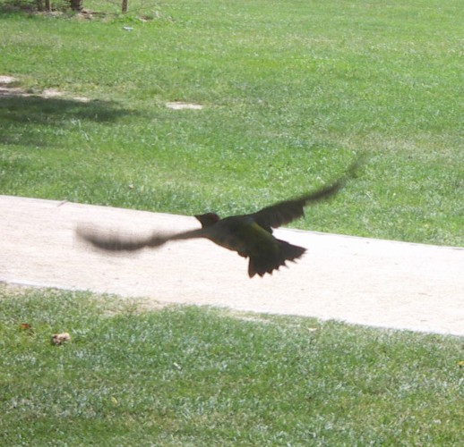 Green Woodpecker (Picus viridis ssp. sharpei)