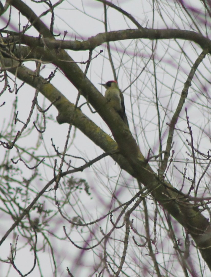 Green woodpecker
