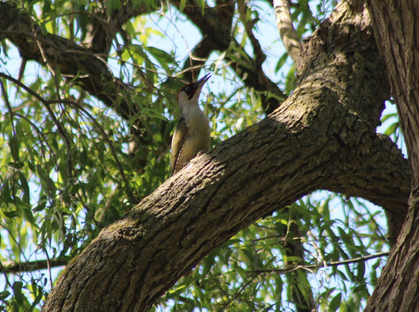 Green woodpecker