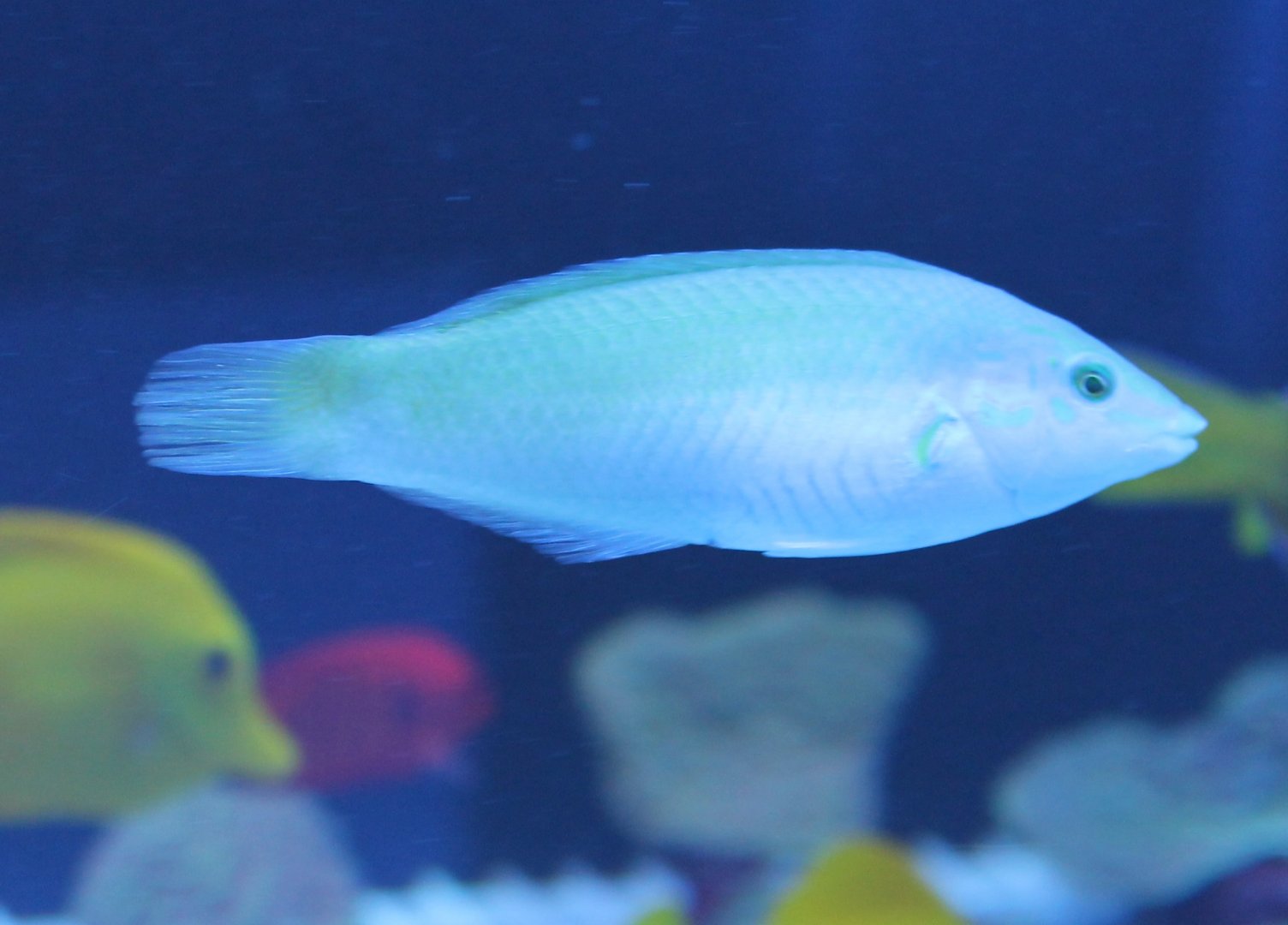Green wrasse - Halichoeres chloropterus