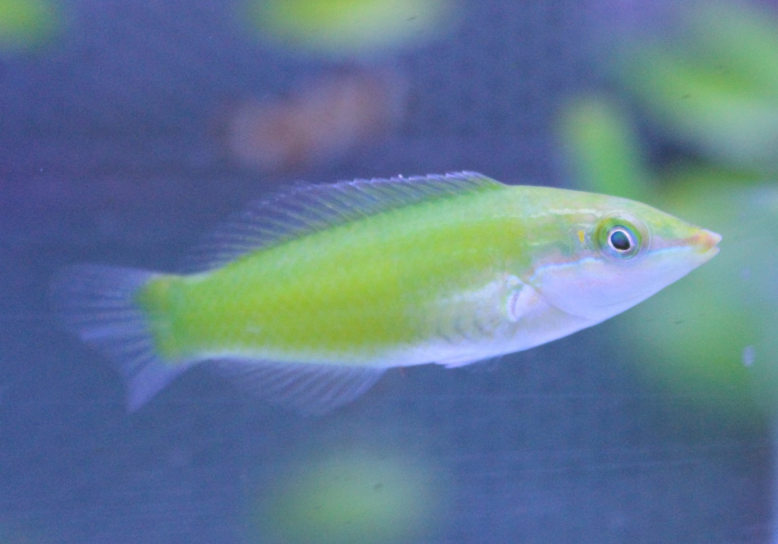 Green wrasse - Halichoeres chloropterus