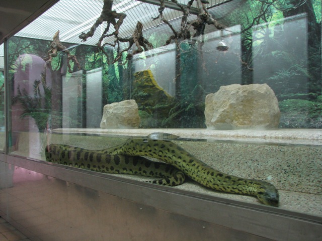 Green_anaconda