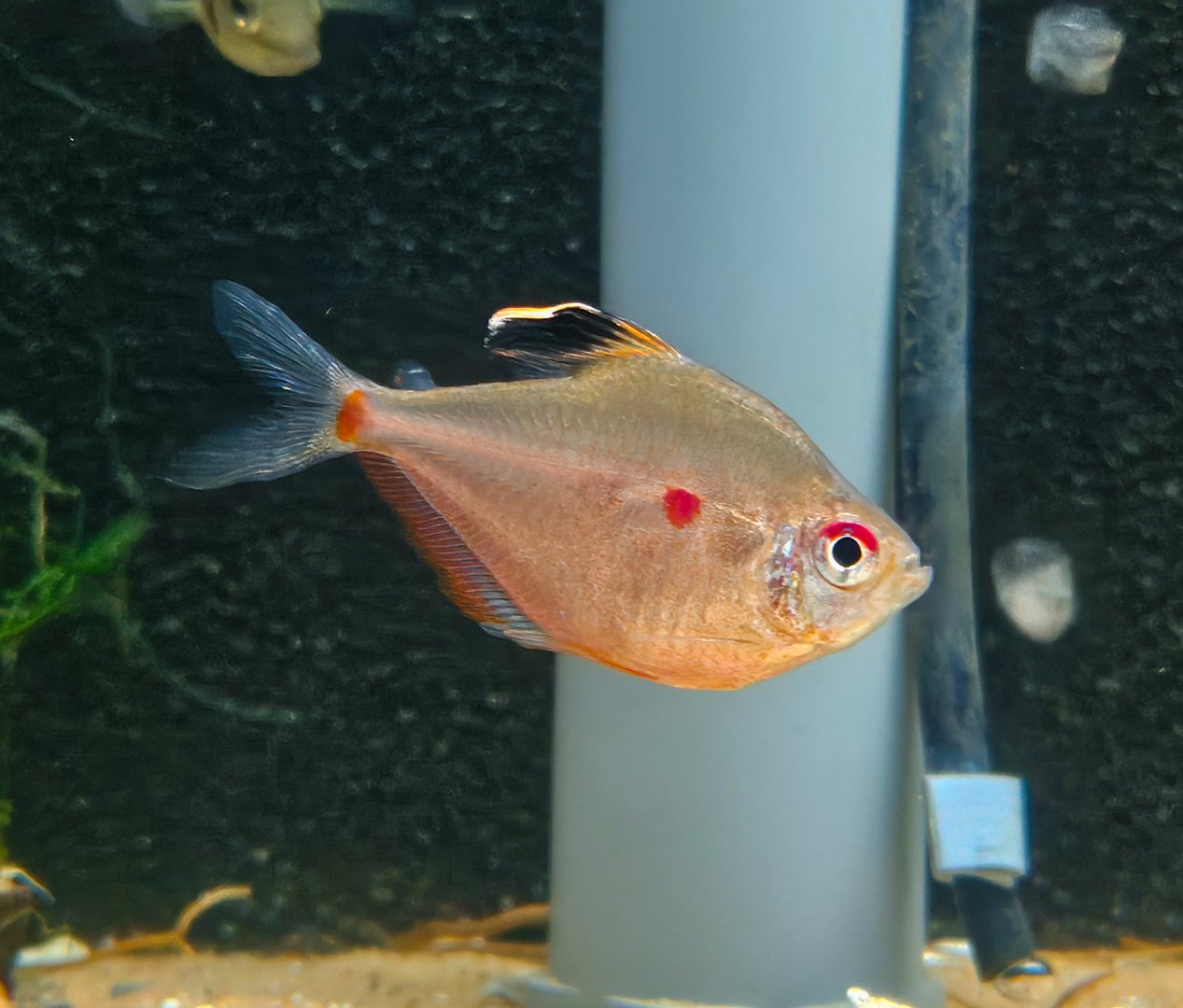 Greenback Bleeding-heart Tetra (Megalamphodus socolofi var. 'Brazil Green')