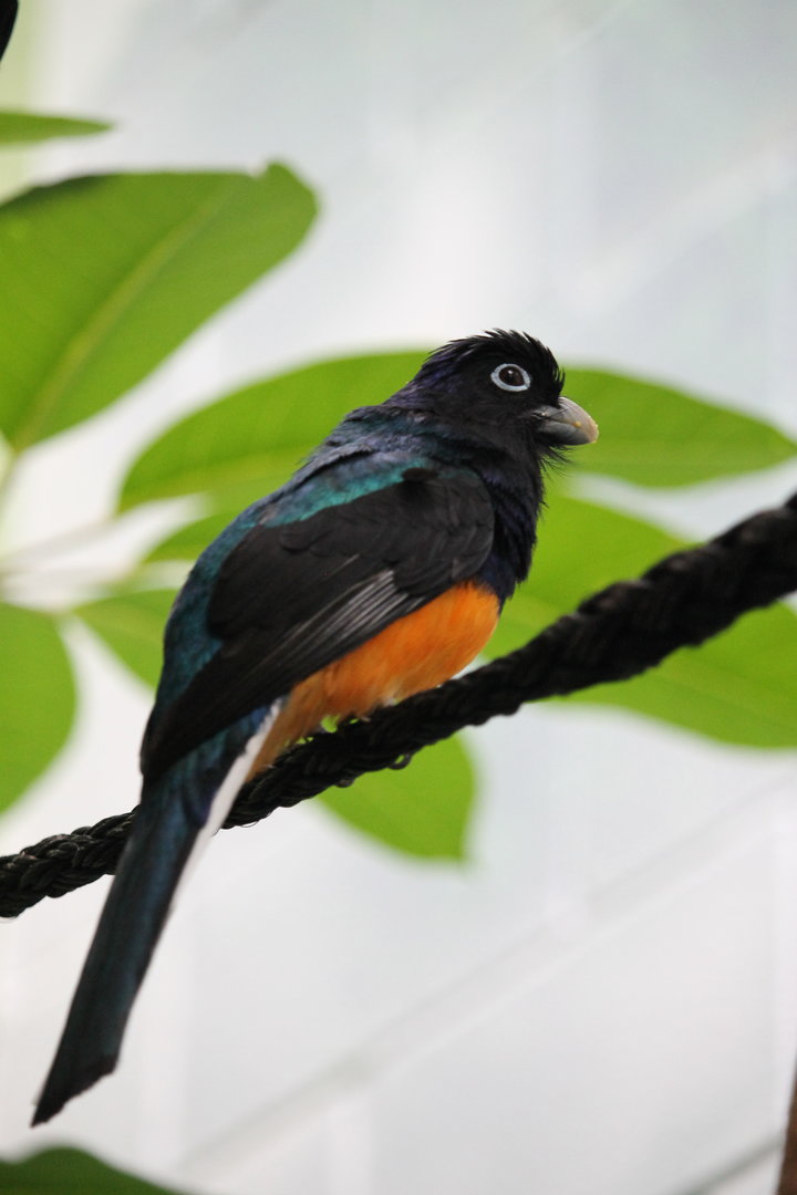 Greenback Trogon (Trogon viridis)