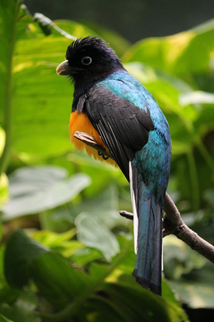 Greenback Trogon (Trogon viridis)