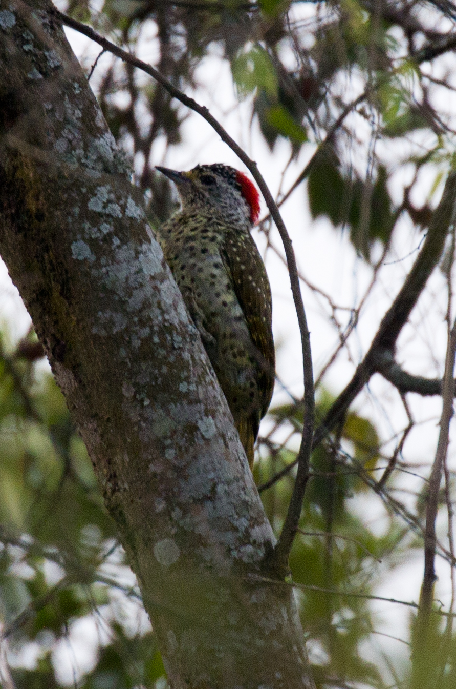 Greenbacked Woodpecker female