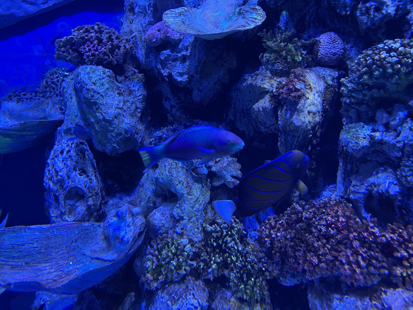 greenblotch parrotfish (scarrus quoyi) (1) - BX Sea