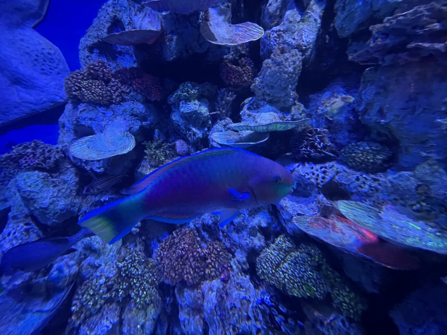 greenblotch parrotfish (scarus quoyi) (2) - BX Sea