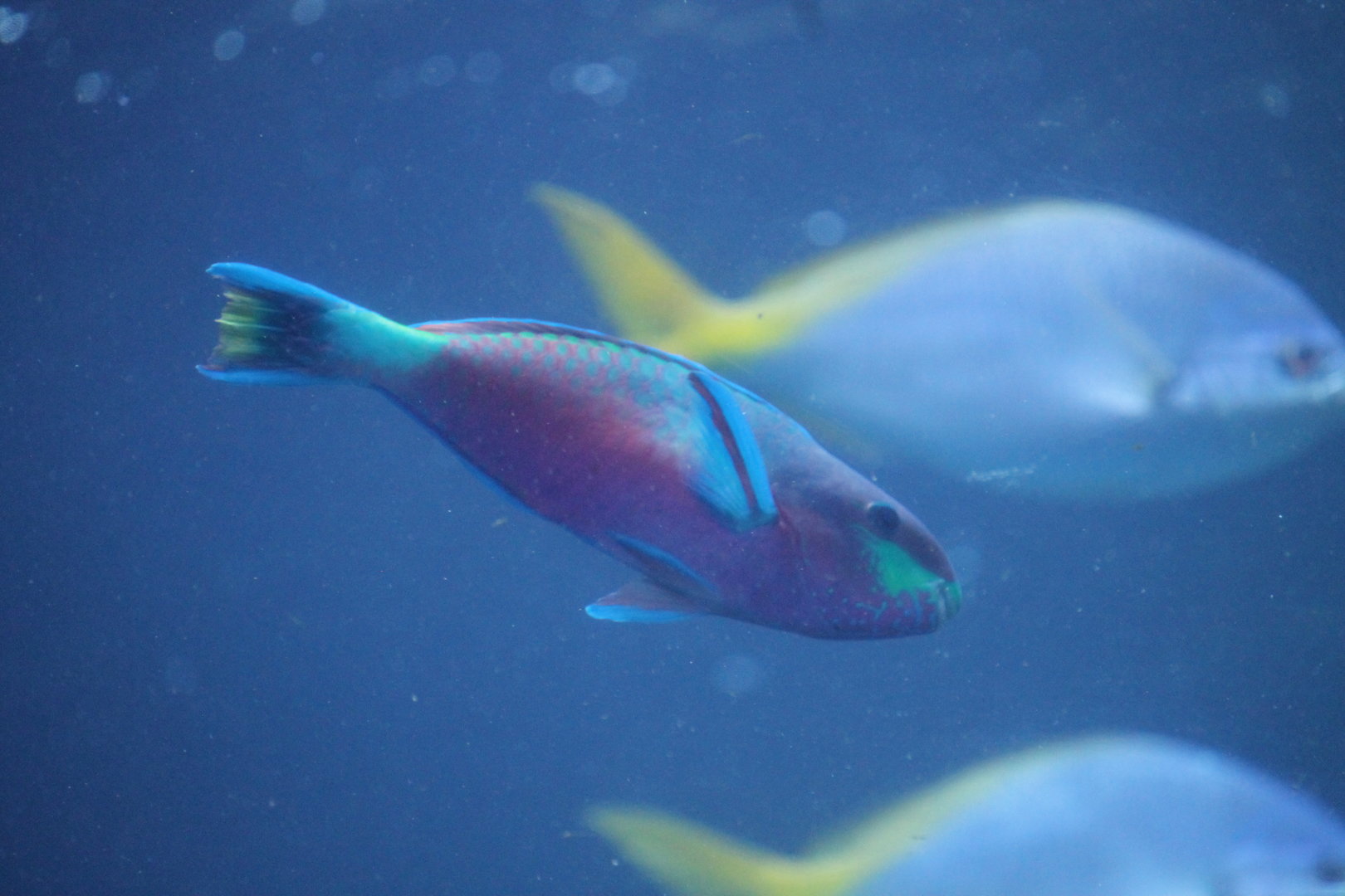Greenblotch Parrotfish (Scarus quoyi)