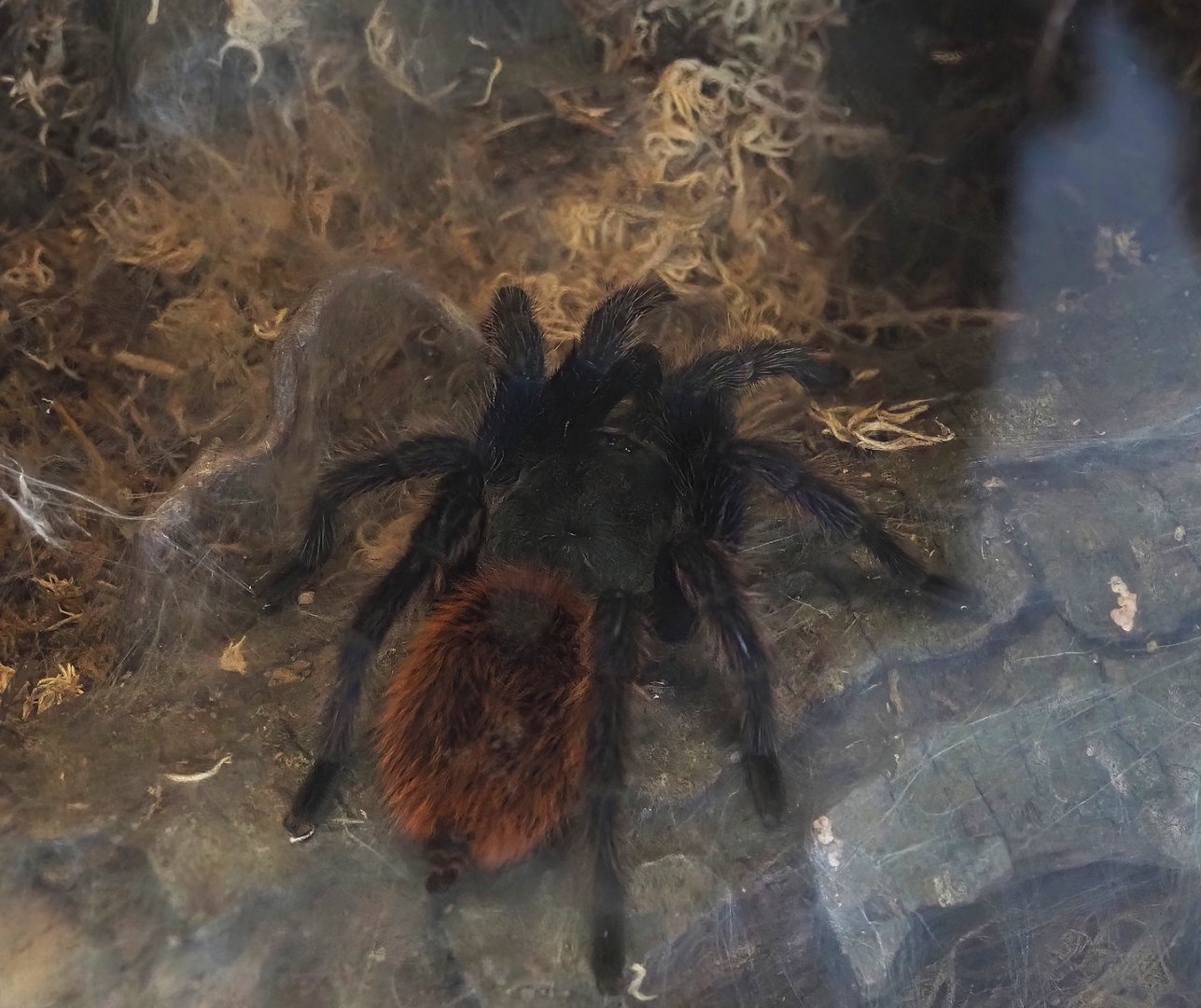 Greenbottle blue tarantula (Chromatopelma cyaneopubescens), 2025-05-22