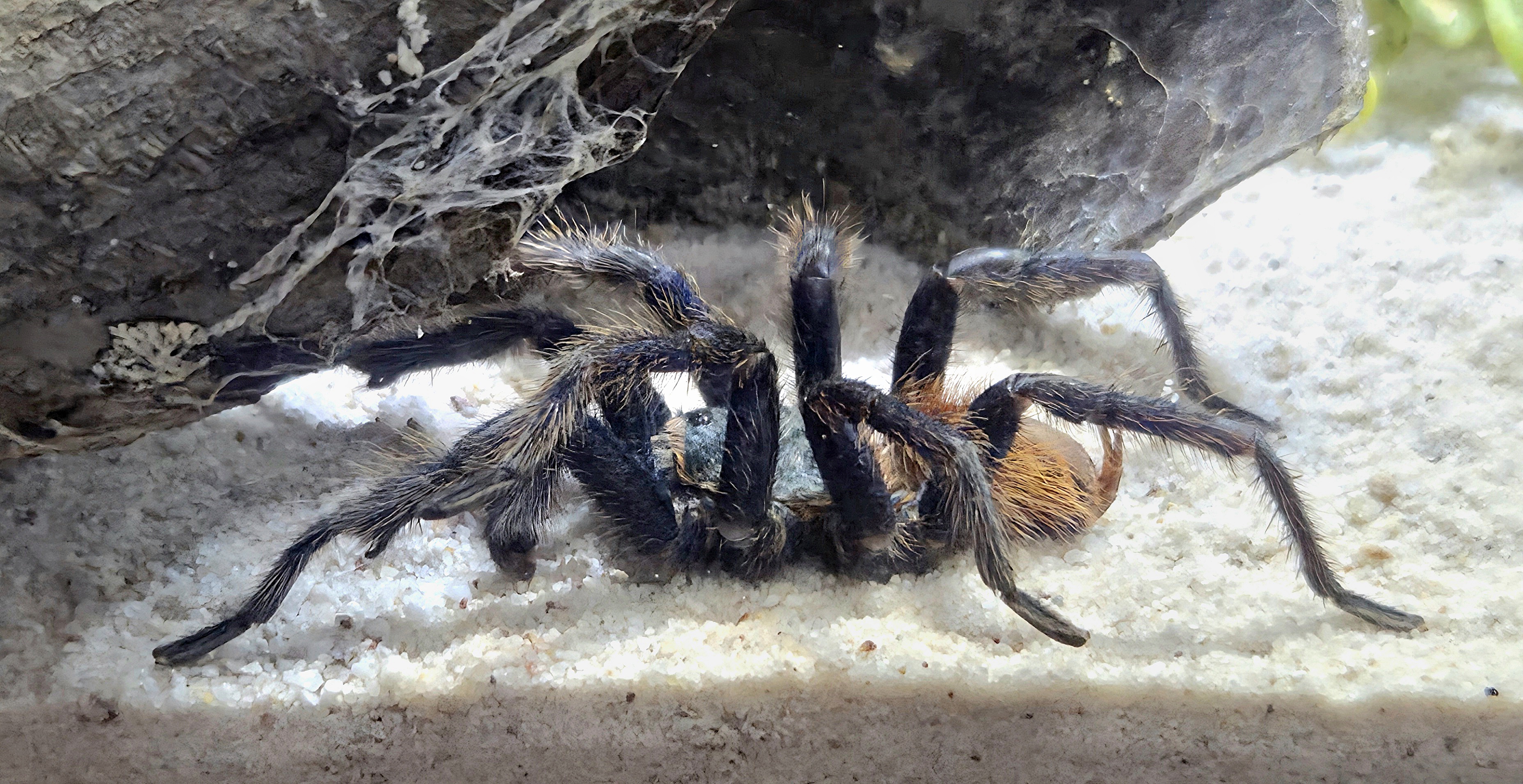 Greenbottle Blue Tarantula - Rainforest Adventures
