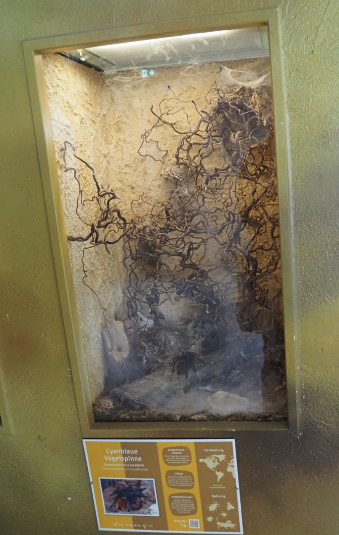 Greenbottle blue tarantula terrarium, 2025-05-22