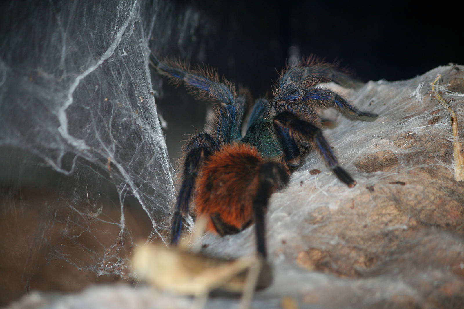 Greenbottle blue tarantula