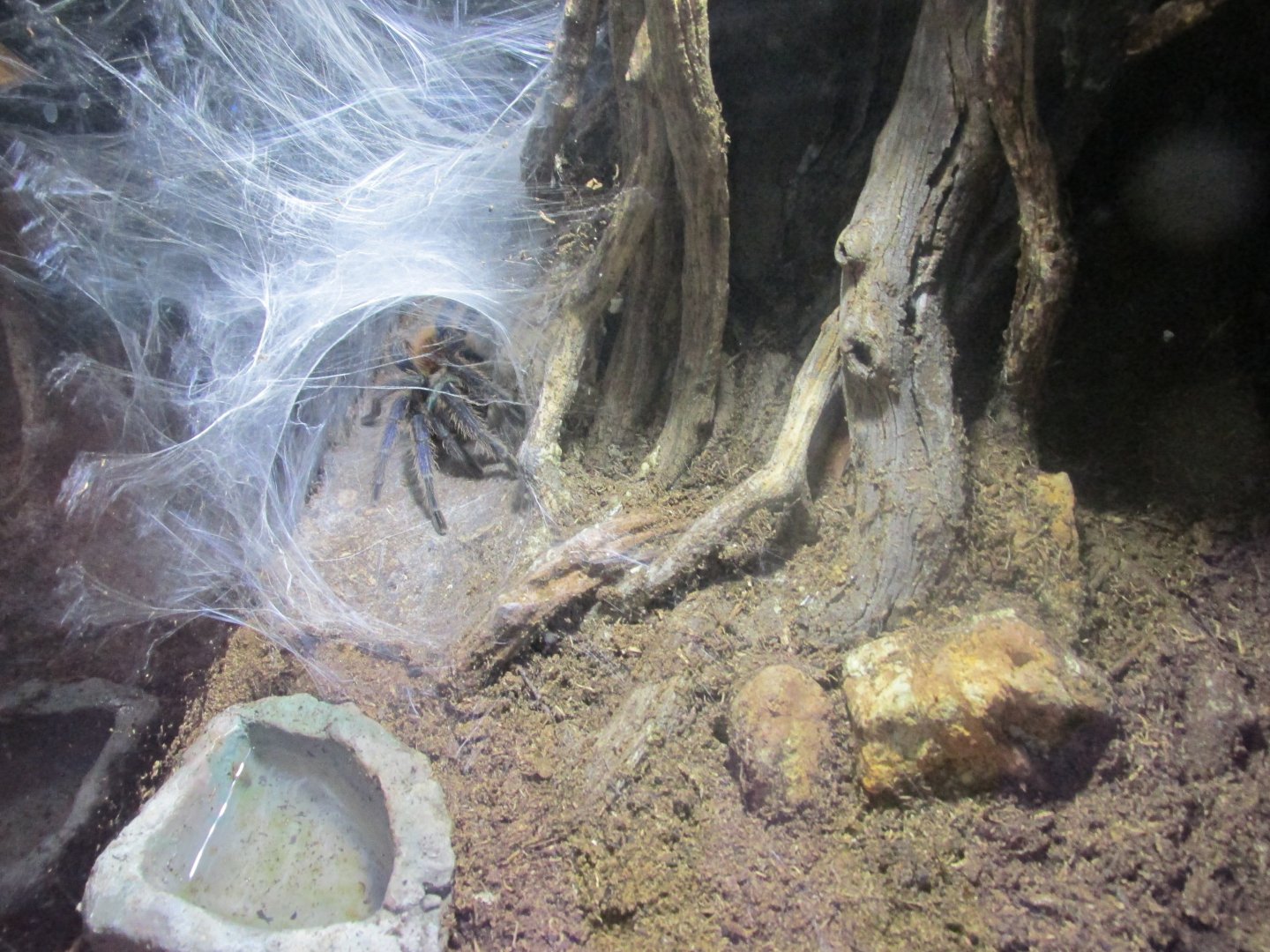 greenbottle blue tarantula