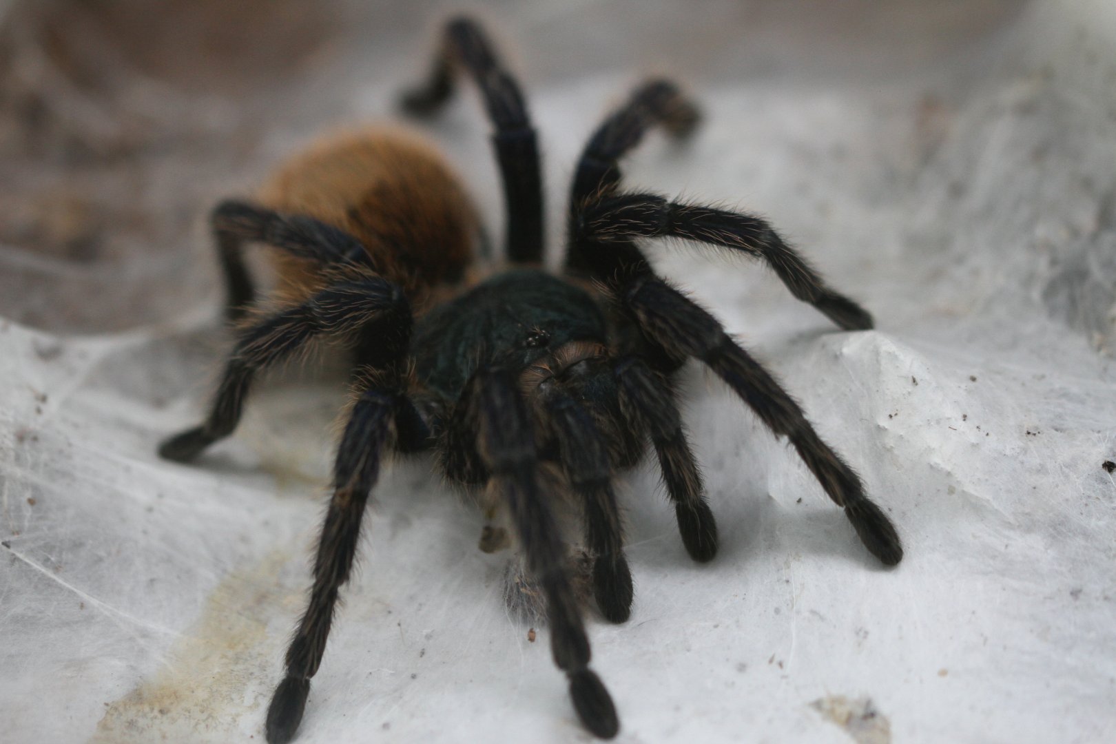 Greenbottle blue theraphosid ( Chromatopelma cyaneopubescens)