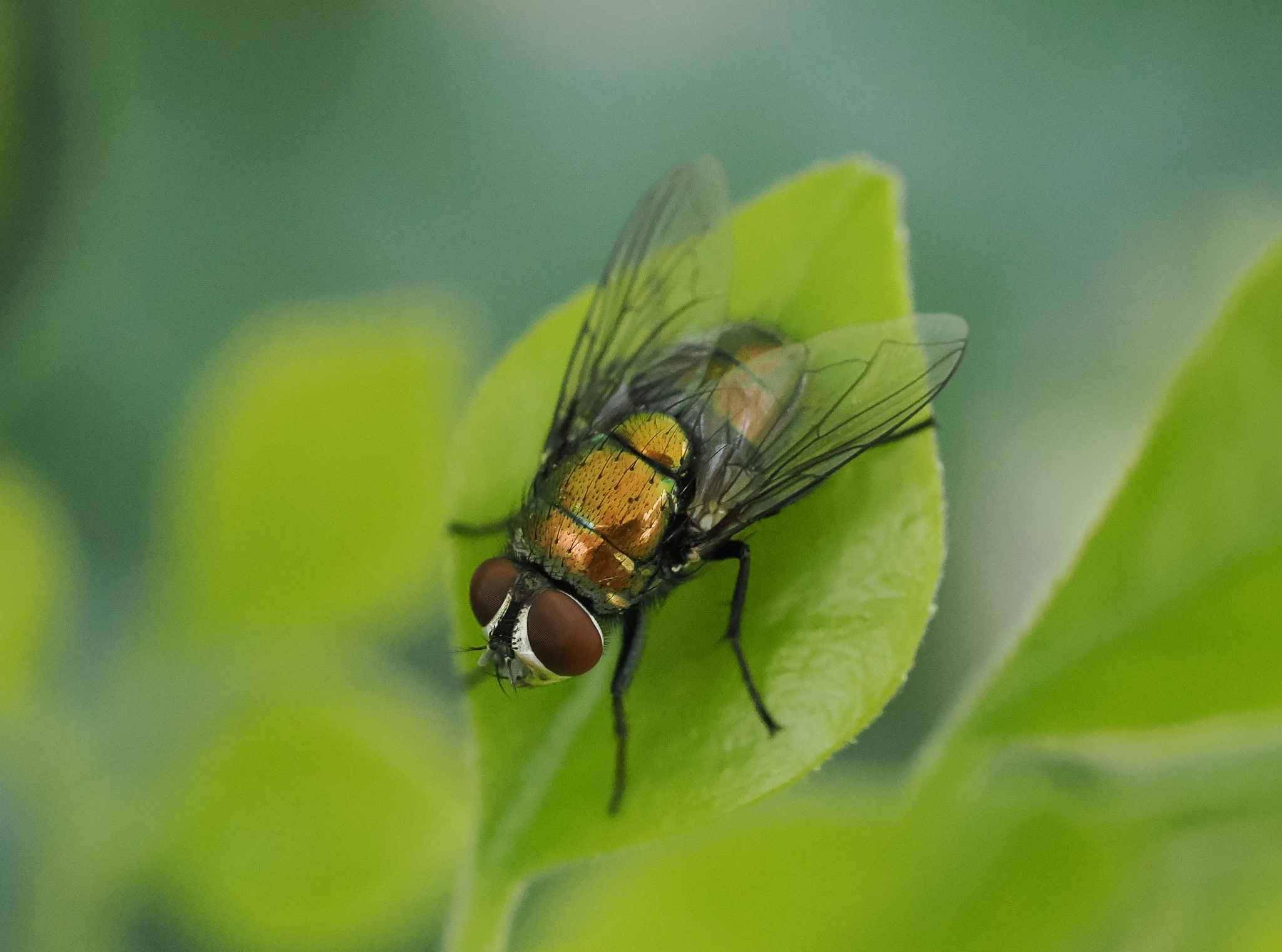 greenbottle fly, Lucilia sp.