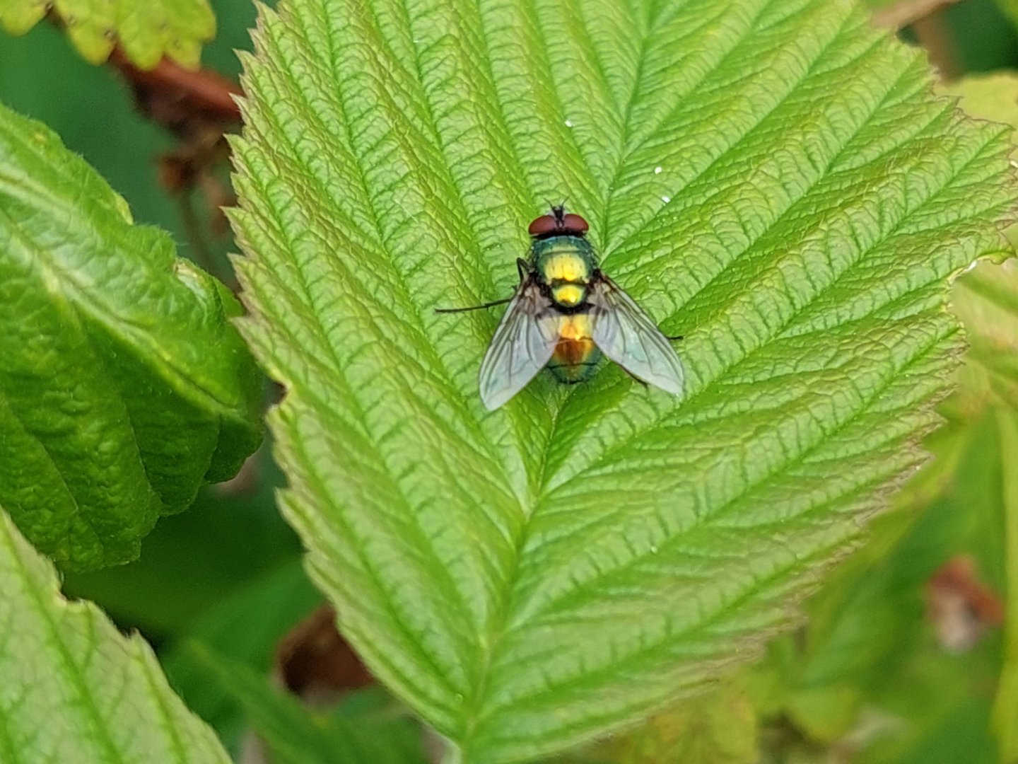Greenbottle Fly