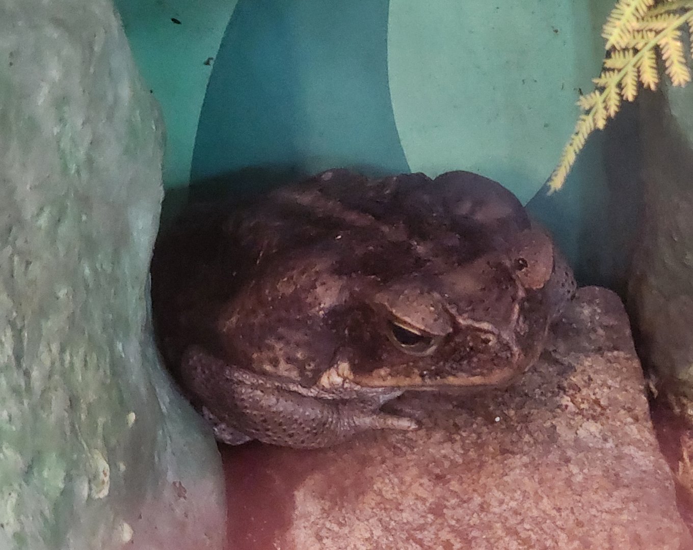 Greenburgh Nature Center (NY) - Cane Toad